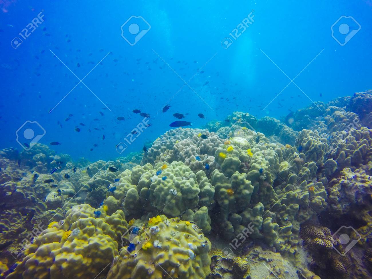 Young Coral Reef Formation On Sandy Sea Bottom Deep Blue Sea Young Coral Reef Formation On Sandy Sea Bottom Deep Blue Sea