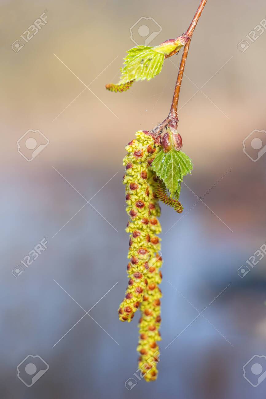 Birch earring and fresh leaves in spring - 143678555 Birch earring and fresh leaves in spring - 143678555