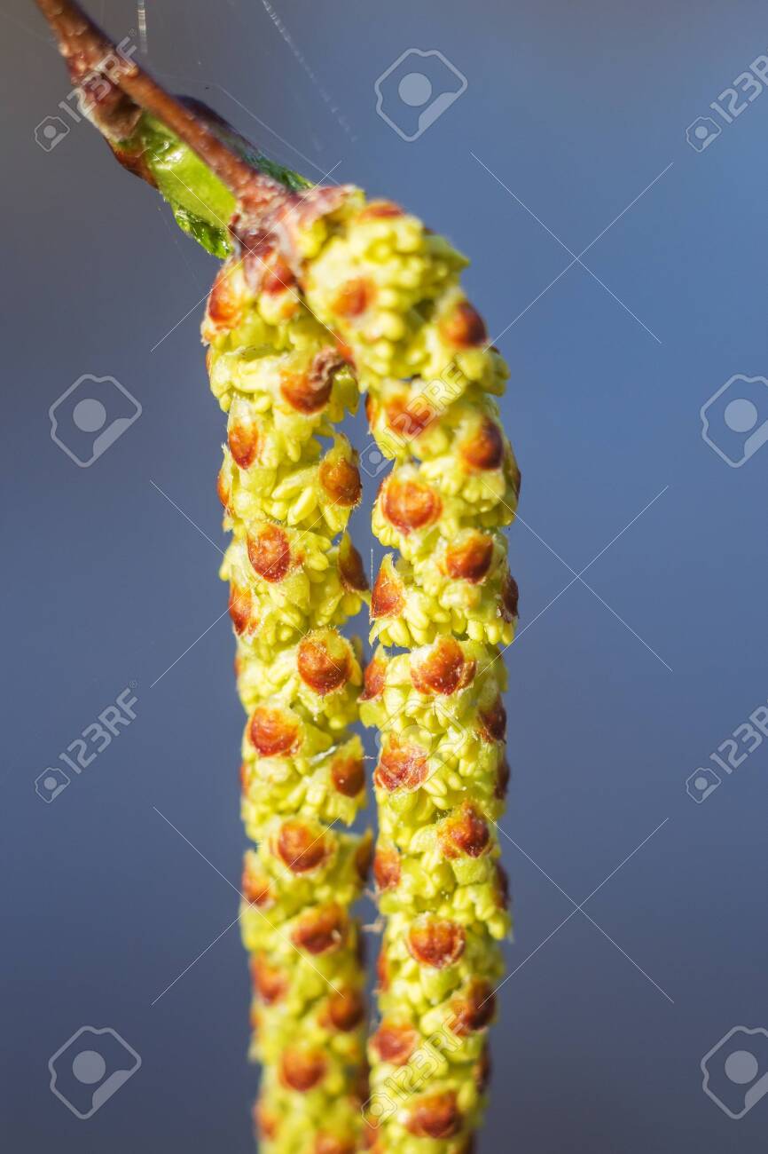 Spring birch earring large on a flat background - 143678048 Spring birch earring large on a flat background - 143678048