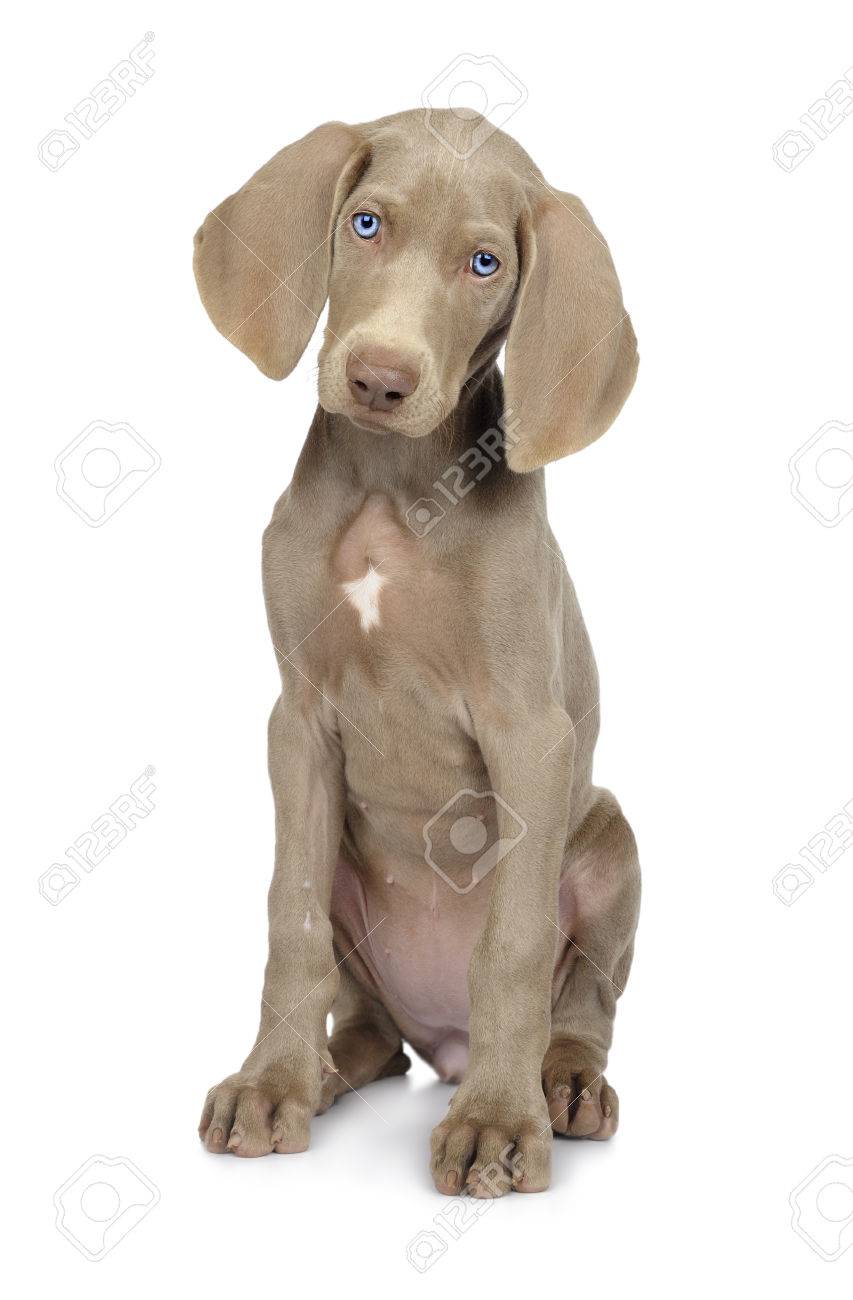 white weimaraner