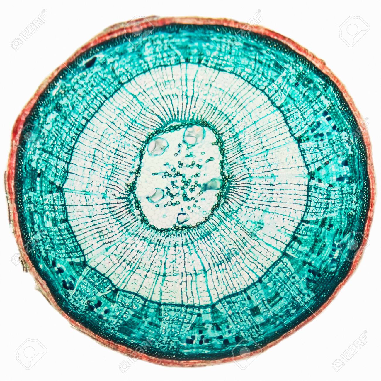 The internal structure cross section of tree- branches linden. Biological prepared microscope slides. Cambial cells- micro preparation samples- section (tissue) for microscope examination. - 75861322 The internal structure cross section of tree- branches linden. Biological prepared microscope slides. Cambial cells- micro preparation samples- section (tissue) for microscope examination. - 75861322