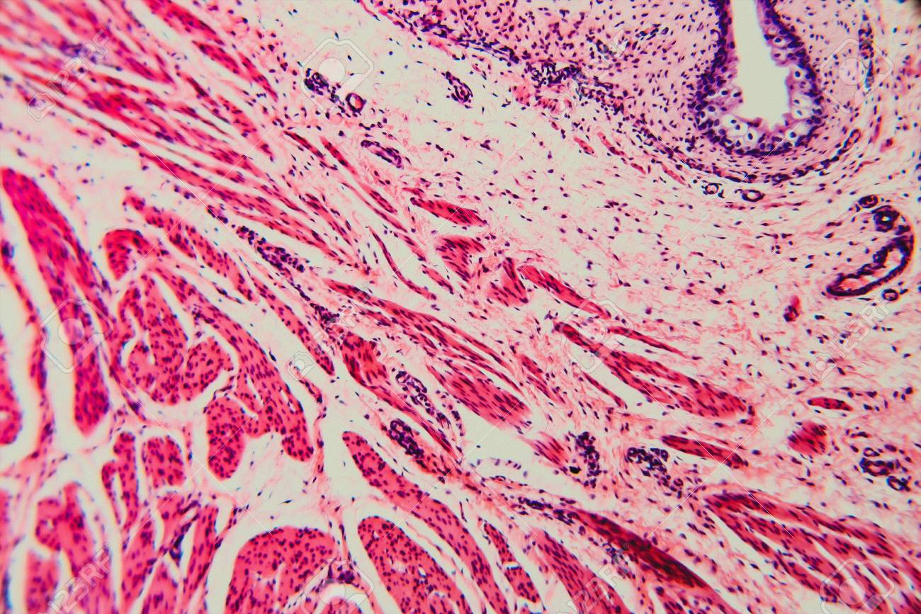 細胞猫曲 Cell Of Necochan Ttoitr Booth