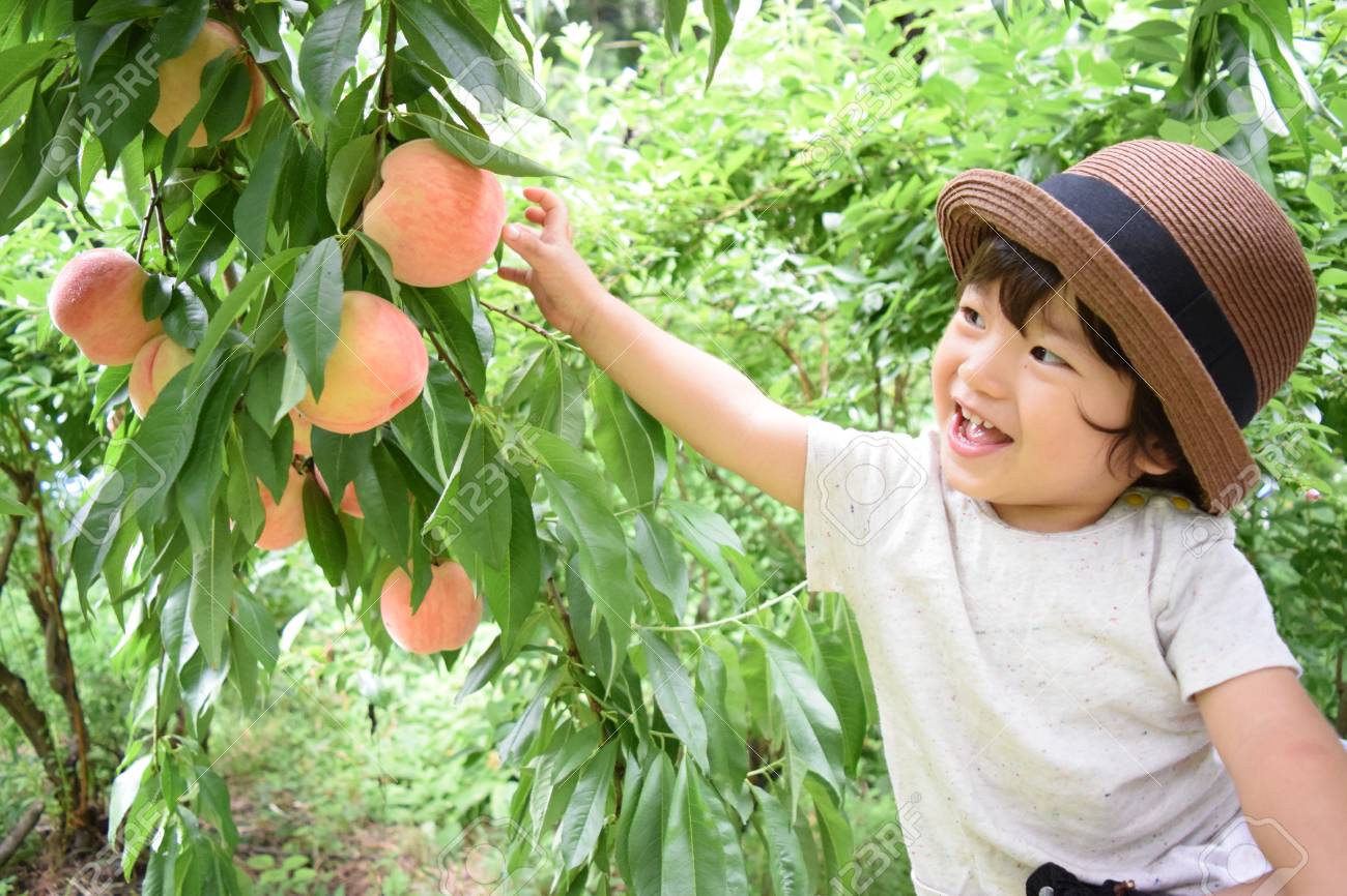 かわいい男の子は 桃の実を収穫します の写真素材 画像素材 Image