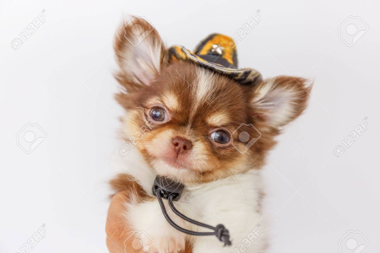 chihuahua with cowboy hat