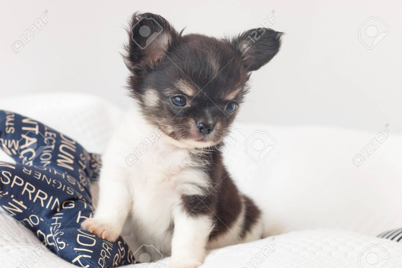 かわいいチワワの子犬が青い枕をベッドに横になっています の写真素材 画像素材 Image