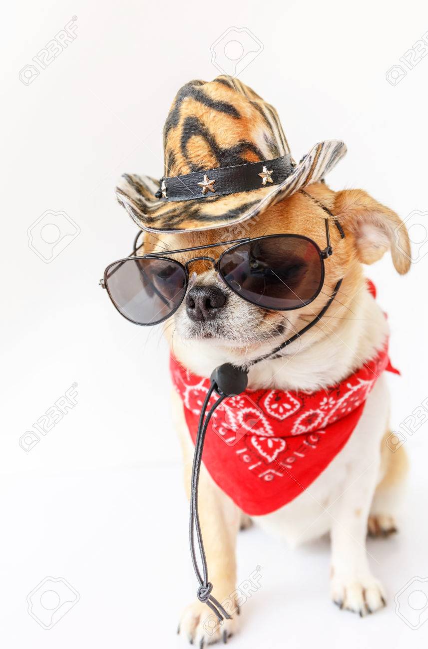 chihuahua with cowboy hat