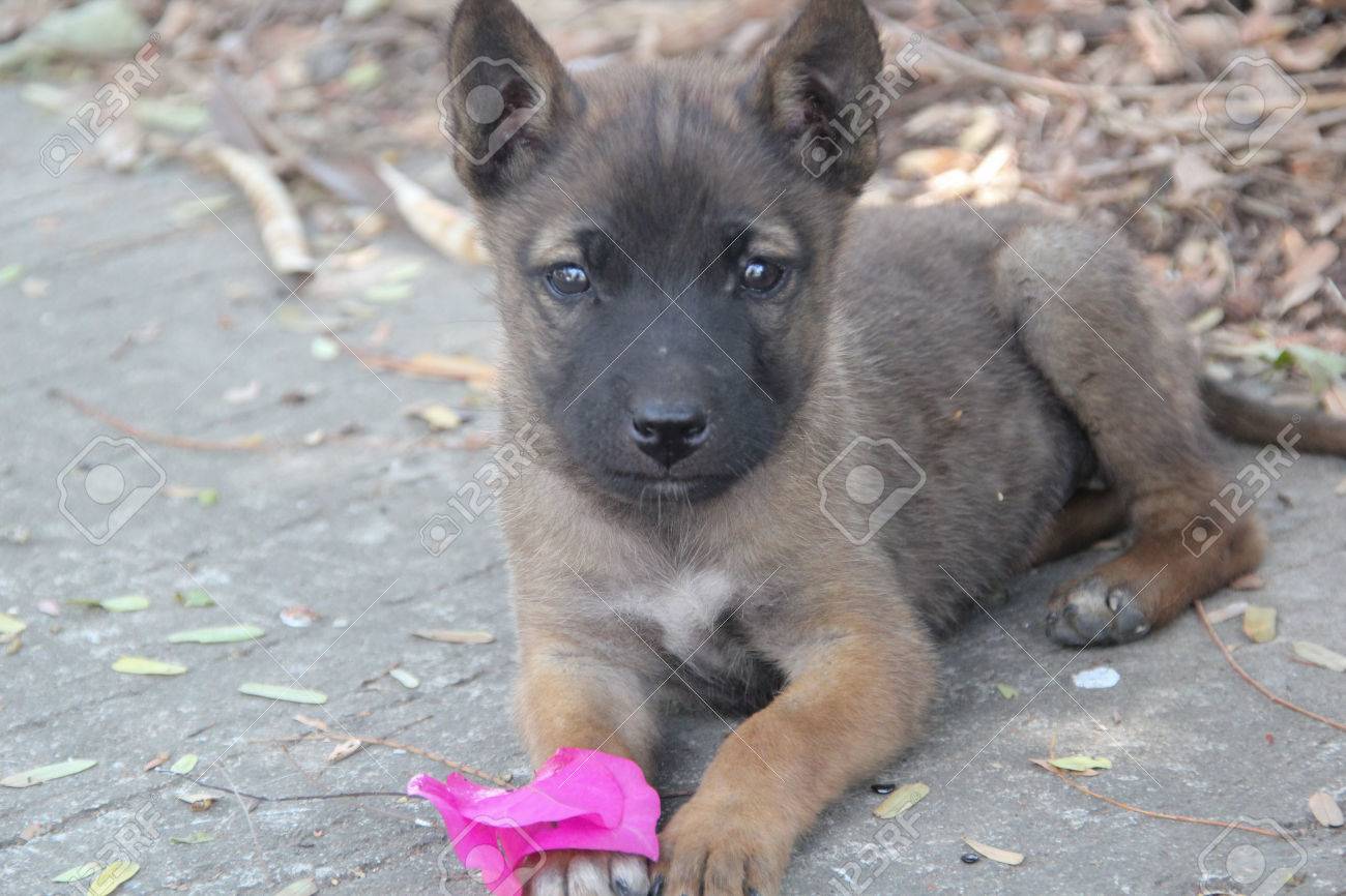 かわいい野良犬の口とカメラを探して Sad のピンク花でかわいい犬を見てください の写真素材 画像素材 Image