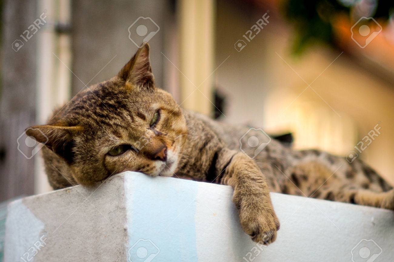 etiam-dictum-ipsum-a-felis