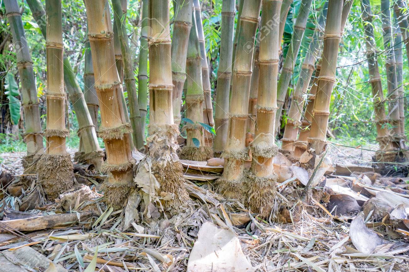 森の中の竹の根を閉じる の写真素材 画像素材 Image