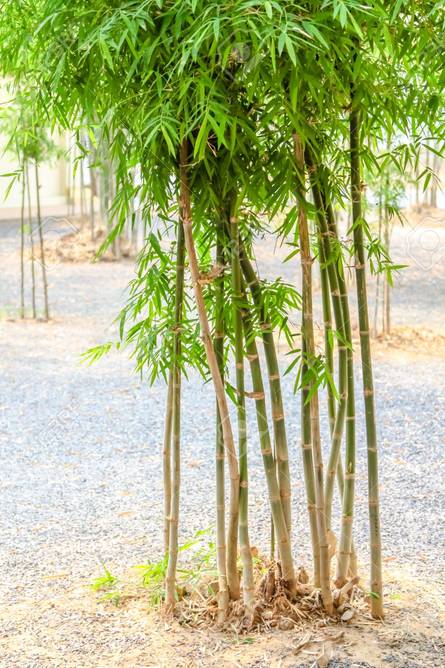 small bamboo tree in