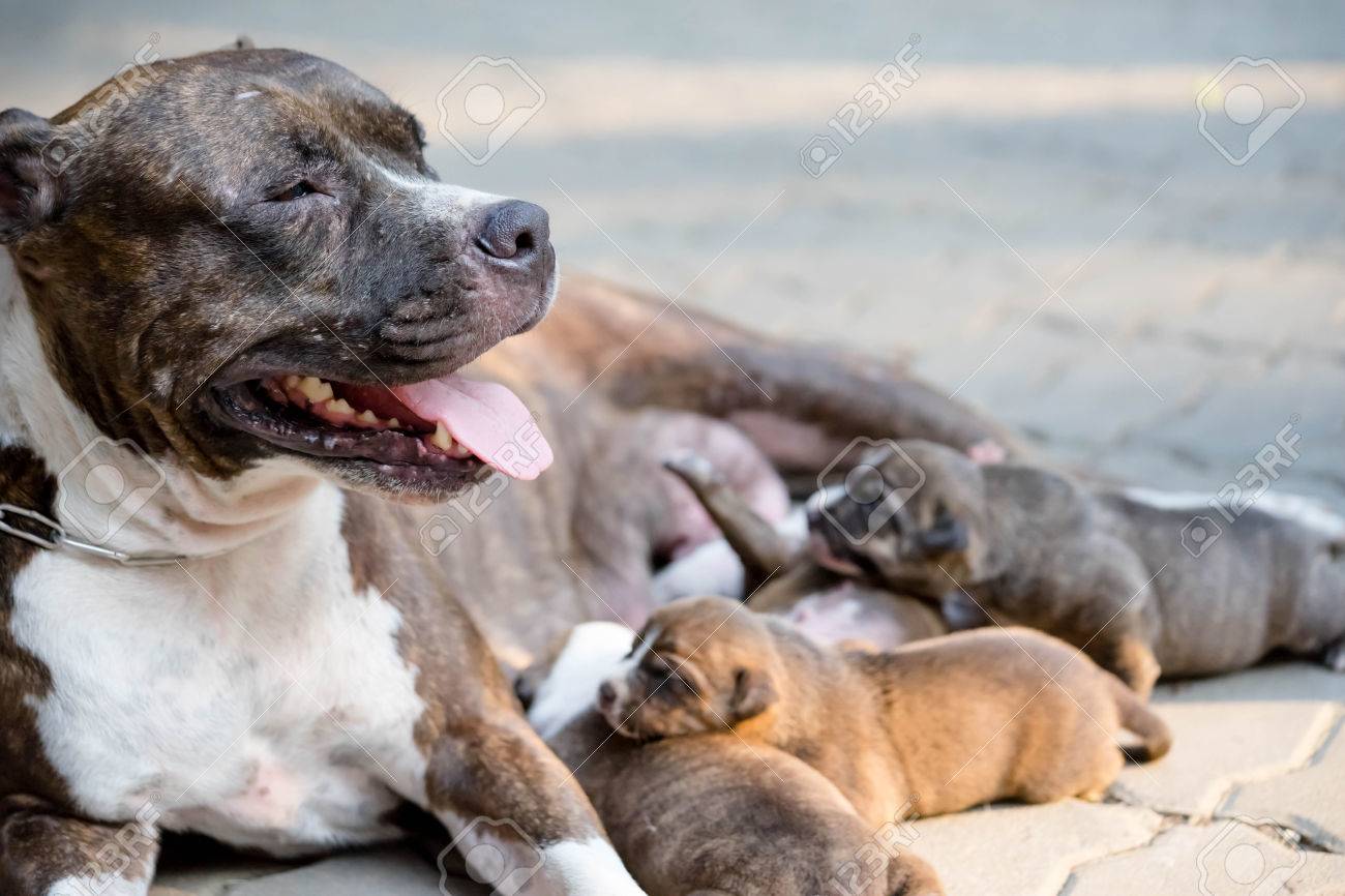 ピットブル 子犬 アメリカンピットブル 子犬のしつけ 上下関係など