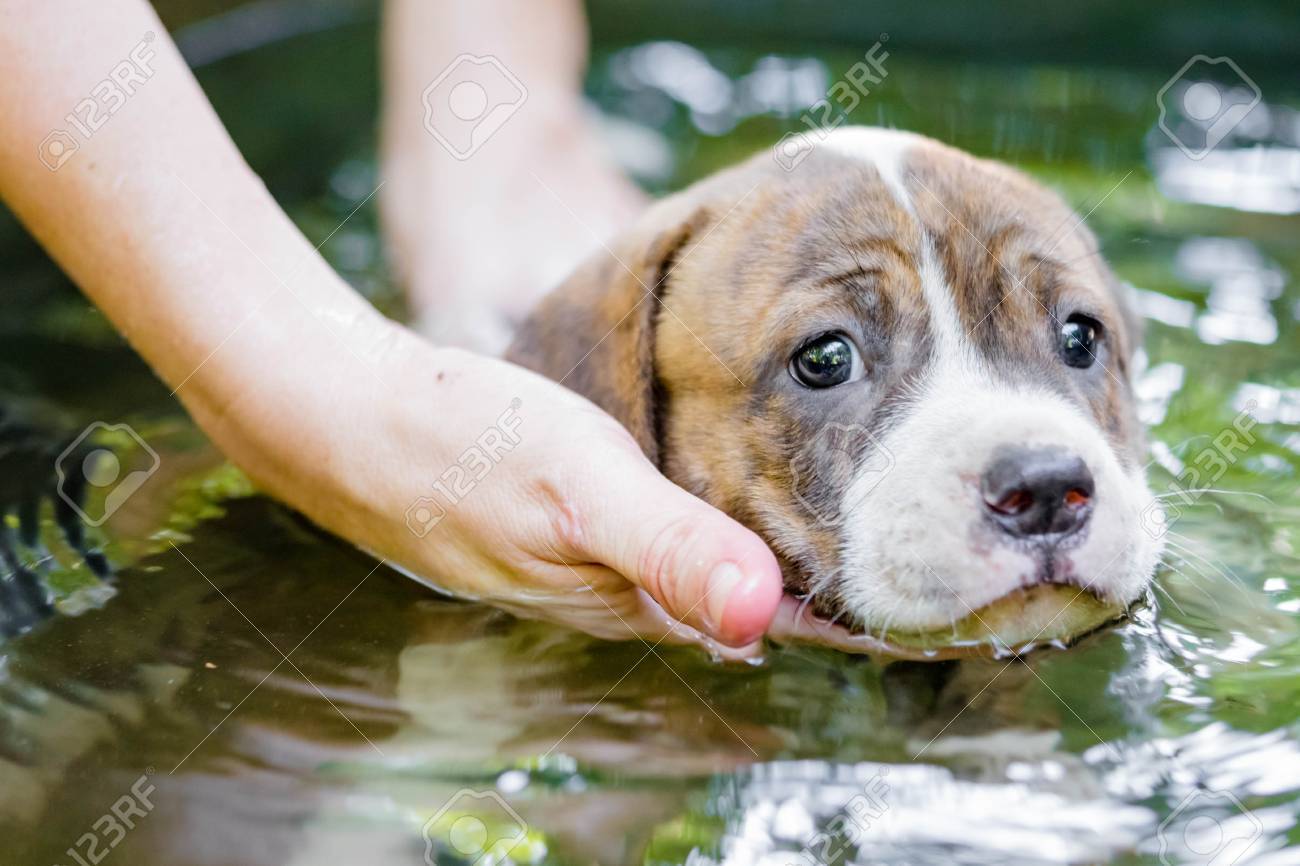 Puppy Pitbull Dog Getting A Bath Stock Photo 59341447 Puppy Pitbull Dog Getting A Bath Stock Photo 59341447