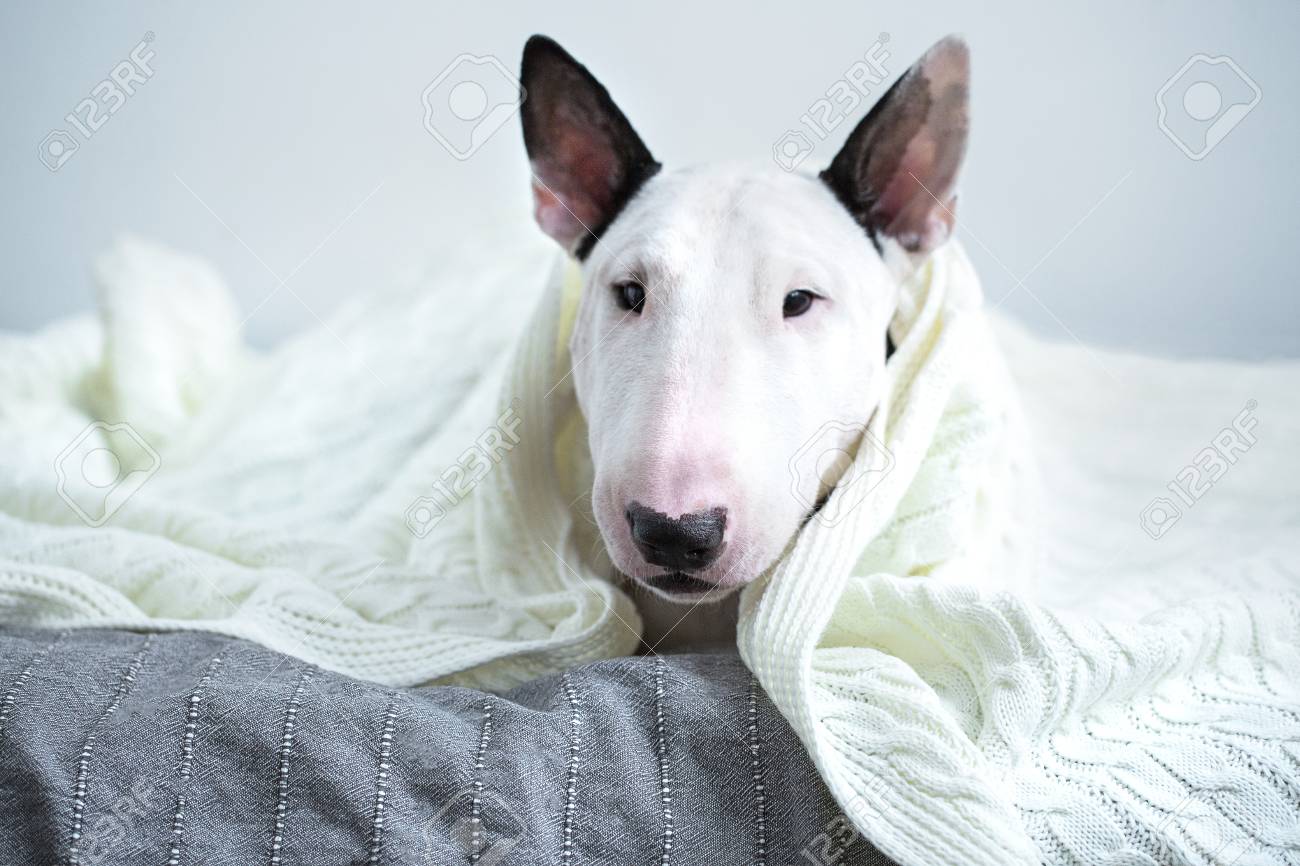 Bull Terrier Printed Flannel Fabric Baby Kid Bed Blanket Cover Cozy Warm Blanket