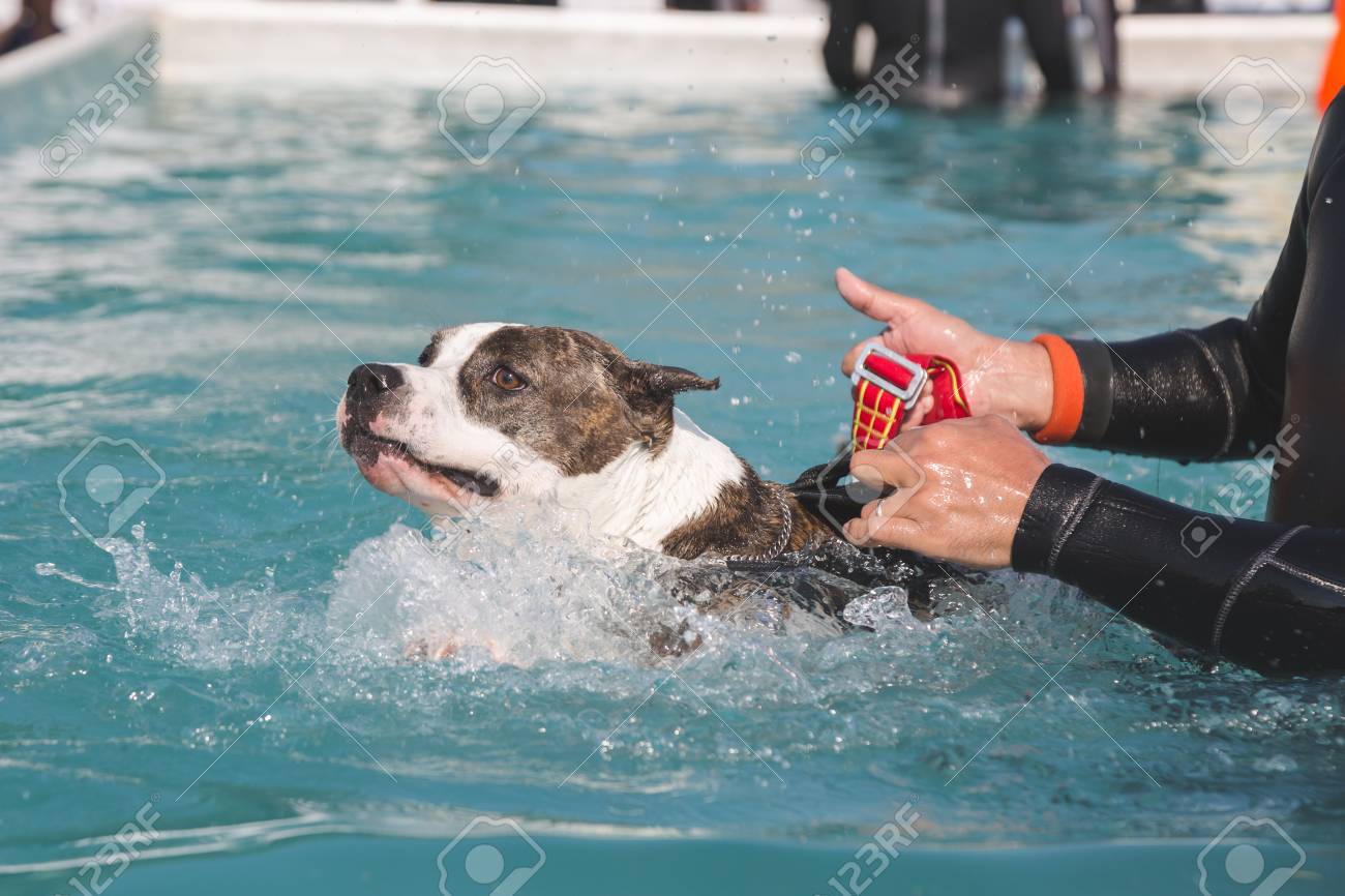 ミラノ イタリア 6 月 10 日 犬は Quattrozampeinfiera イベント アクティビティ 17 年 6 月 10 日にミラノの犬 猫と飼い主に専用のプールを楽しんでいます の写真素材 画像素材 Image