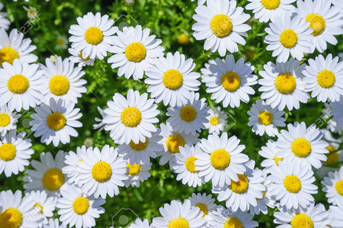 マーガレットの花 の写真素材 画像素材 Image