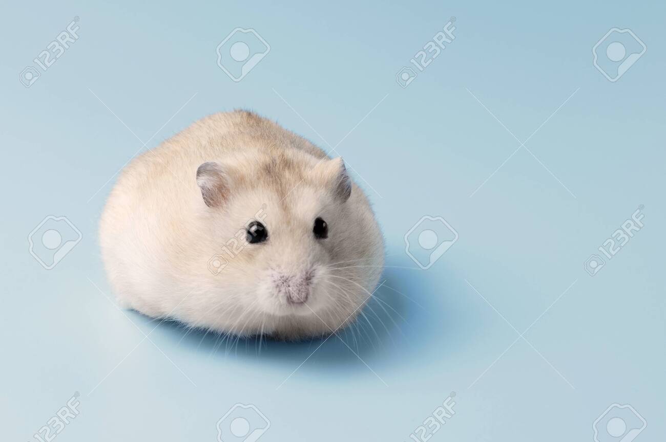 furry hamster