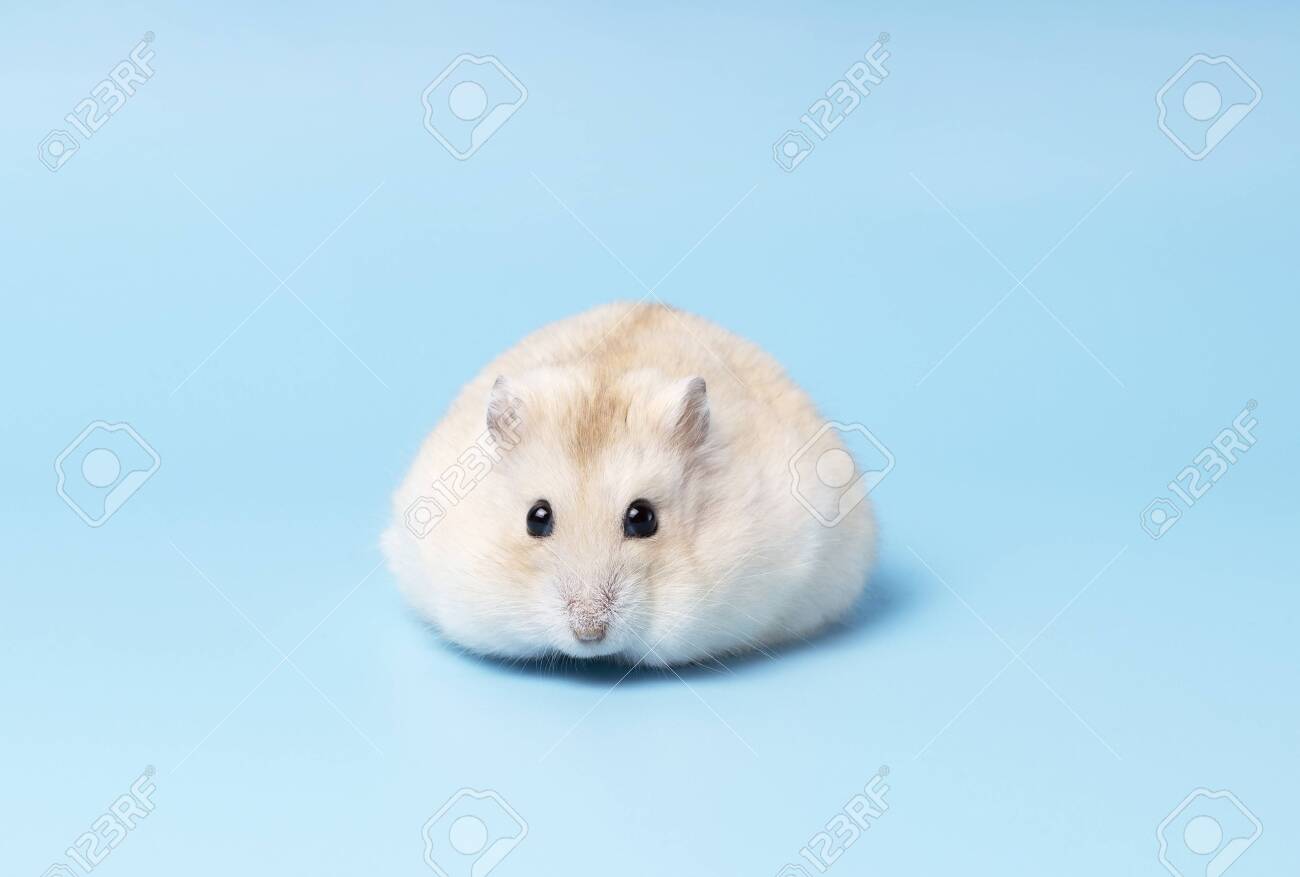 fluffy dwarf hamster