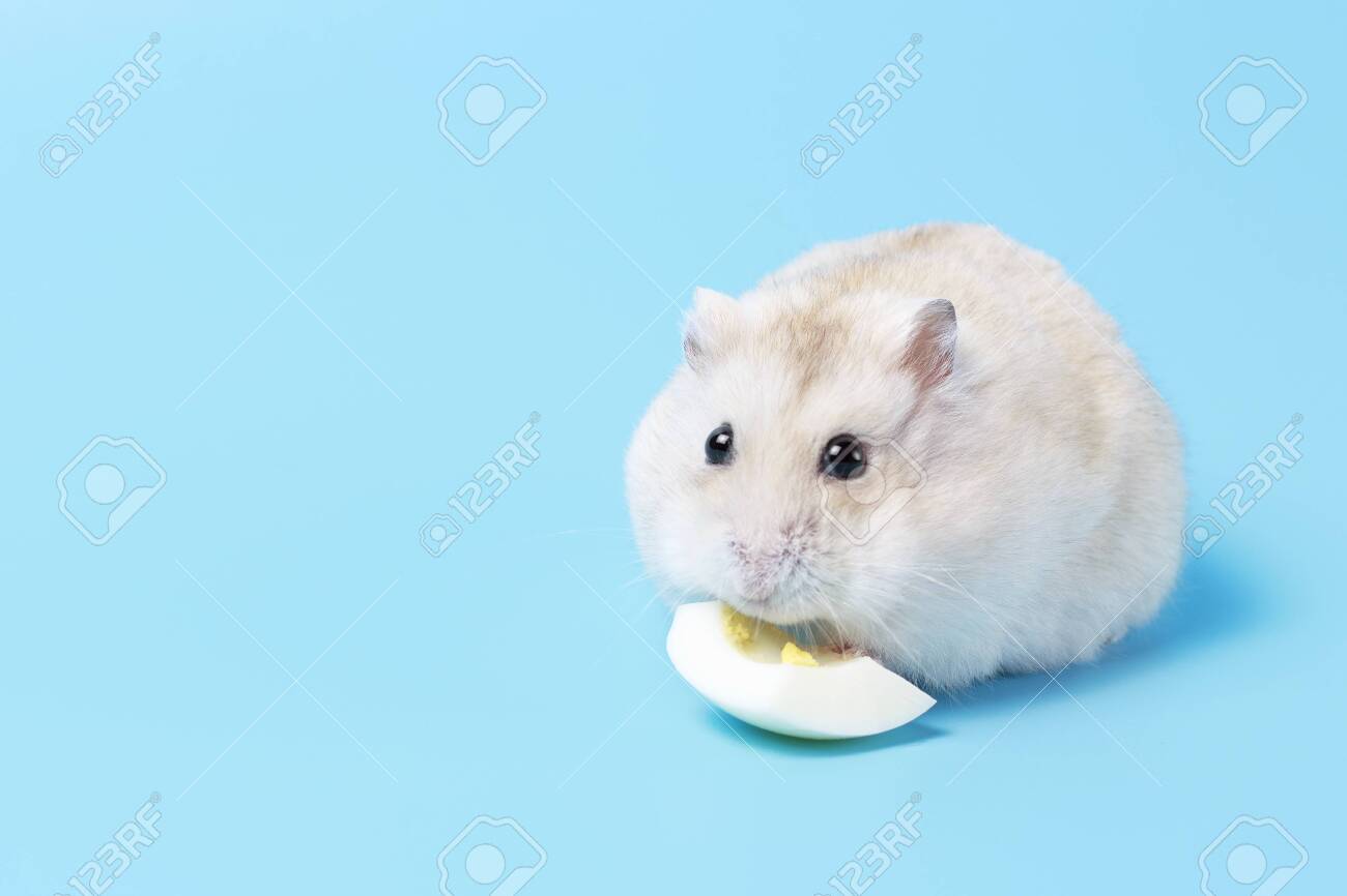 fluffy dwarf hamster