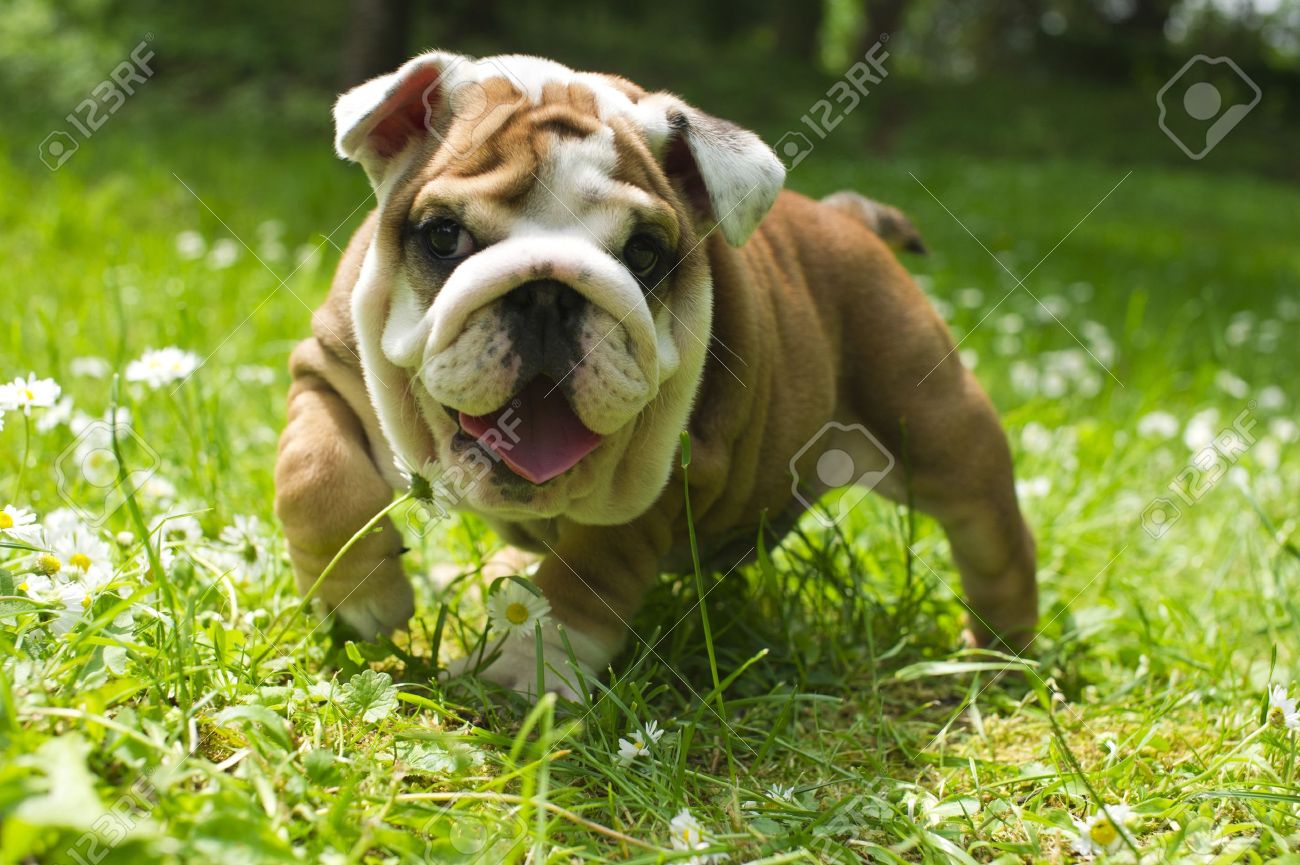 Cute happy bulldog puppy playing on fresh summer grass - 9619260 Cute happy bulldog puppy playing on fresh summer grass - 9619260