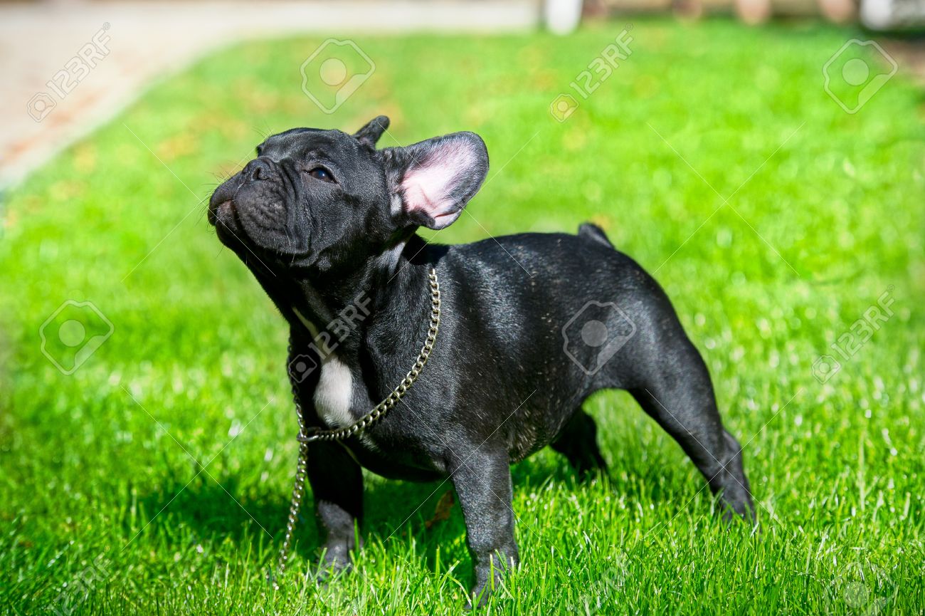 To acquire Black Bulldog pictures picture trends To acquire Black Bulldog pictures picture trends