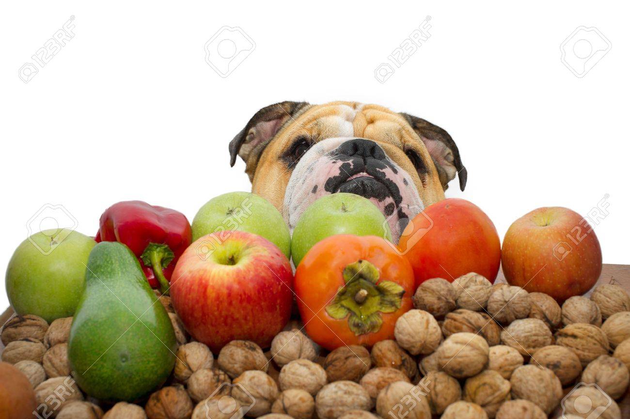 Autumn fruits nuts and vegetables with a bulldog the background isolated - 11066554 Autumn fruits nuts and vegetables with a bulldog the background isolated - 11066554