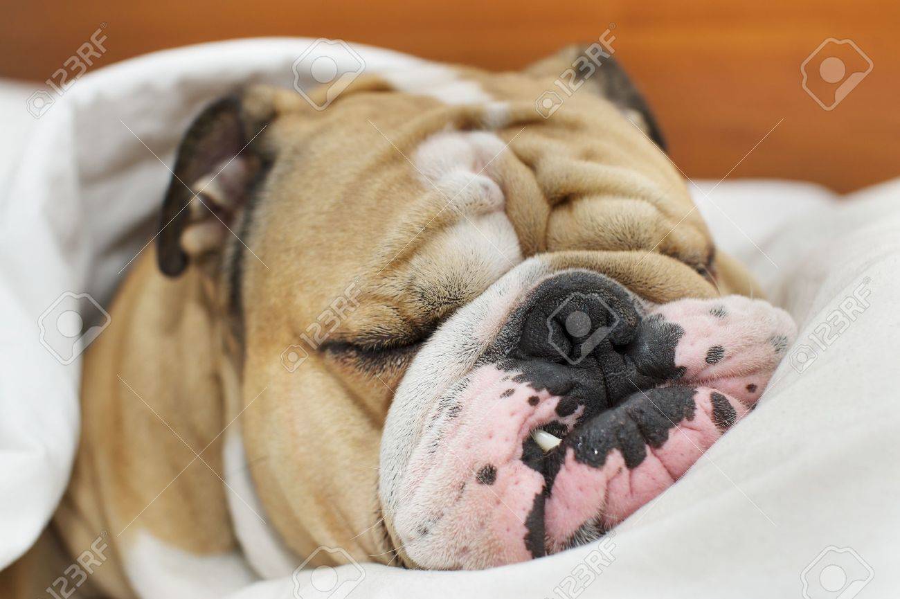 bulldog sleeping