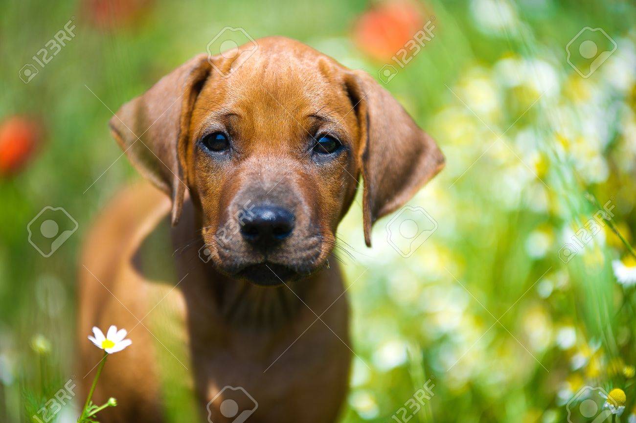 Cute rhodesian ridgeback puppy in a field - 14163055 Cute rhodesian ridgeback puppy in a field - 14163055
