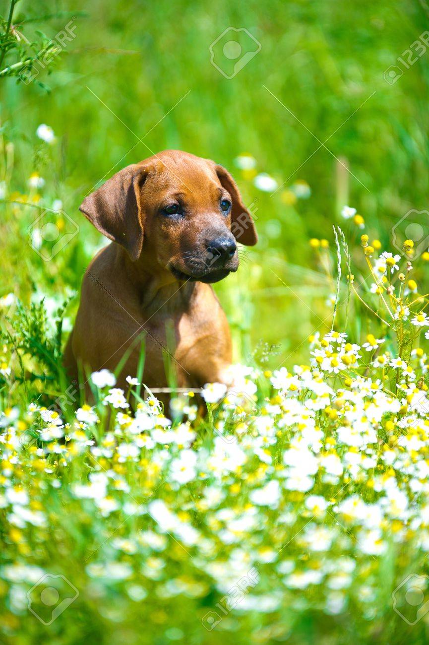 Cute rhodesian ridgeback puppy in a field - 14163007 Cute rhodesian ridgeback puppy in a field - 14163007