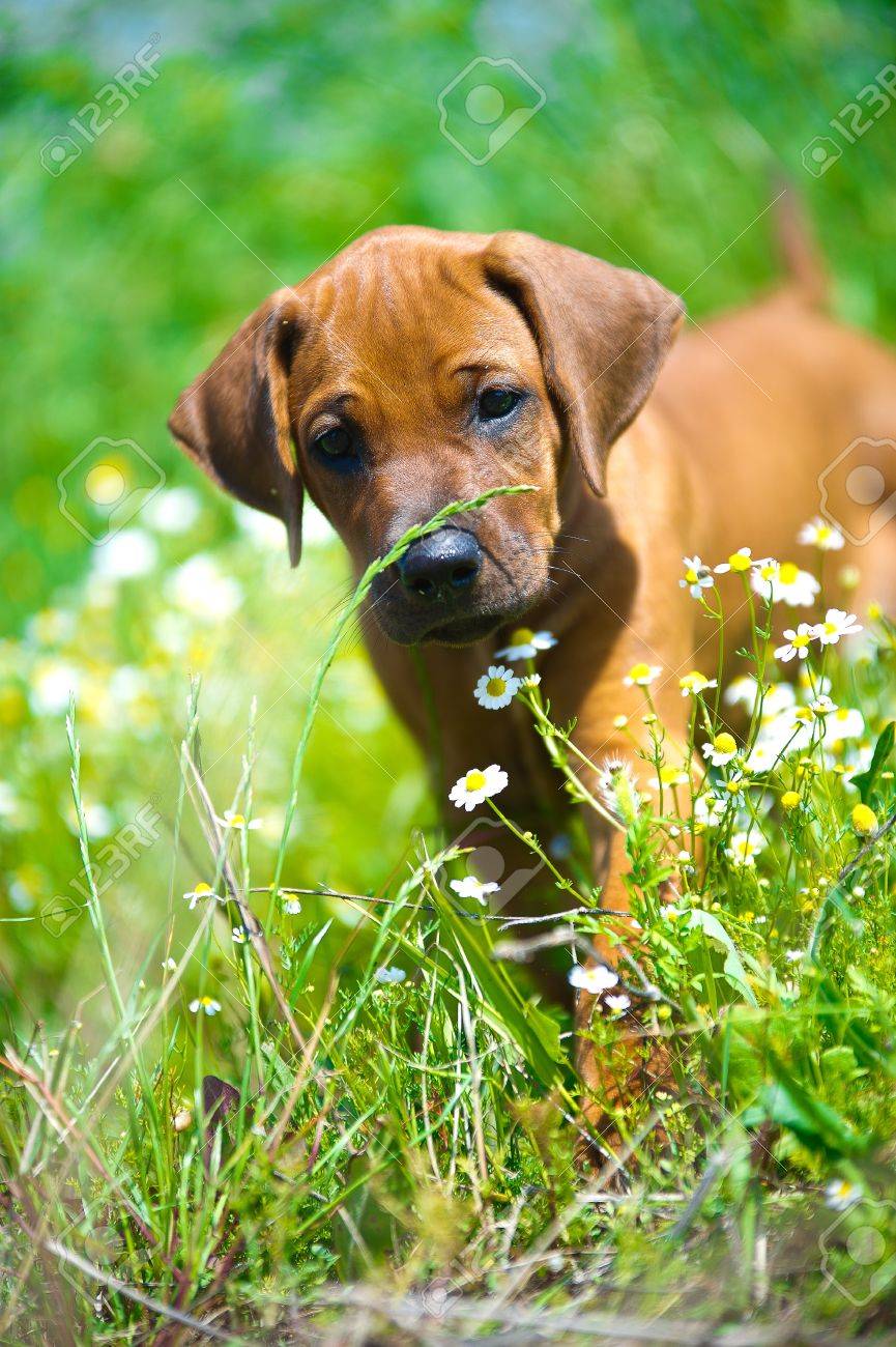 Cute rhodesian ridgeback puppy in a field - 14163082 Cute rhodesian ridgeback puppy in a field - 14163082