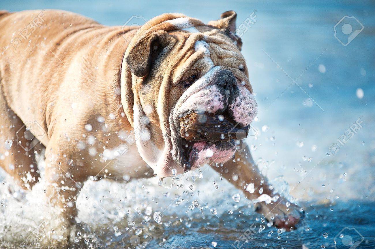 Beautiful Engish Bulldog portrait running in the sea - 14163180 Beautiful Engish Bulldog portrait running in the sea - 14163180