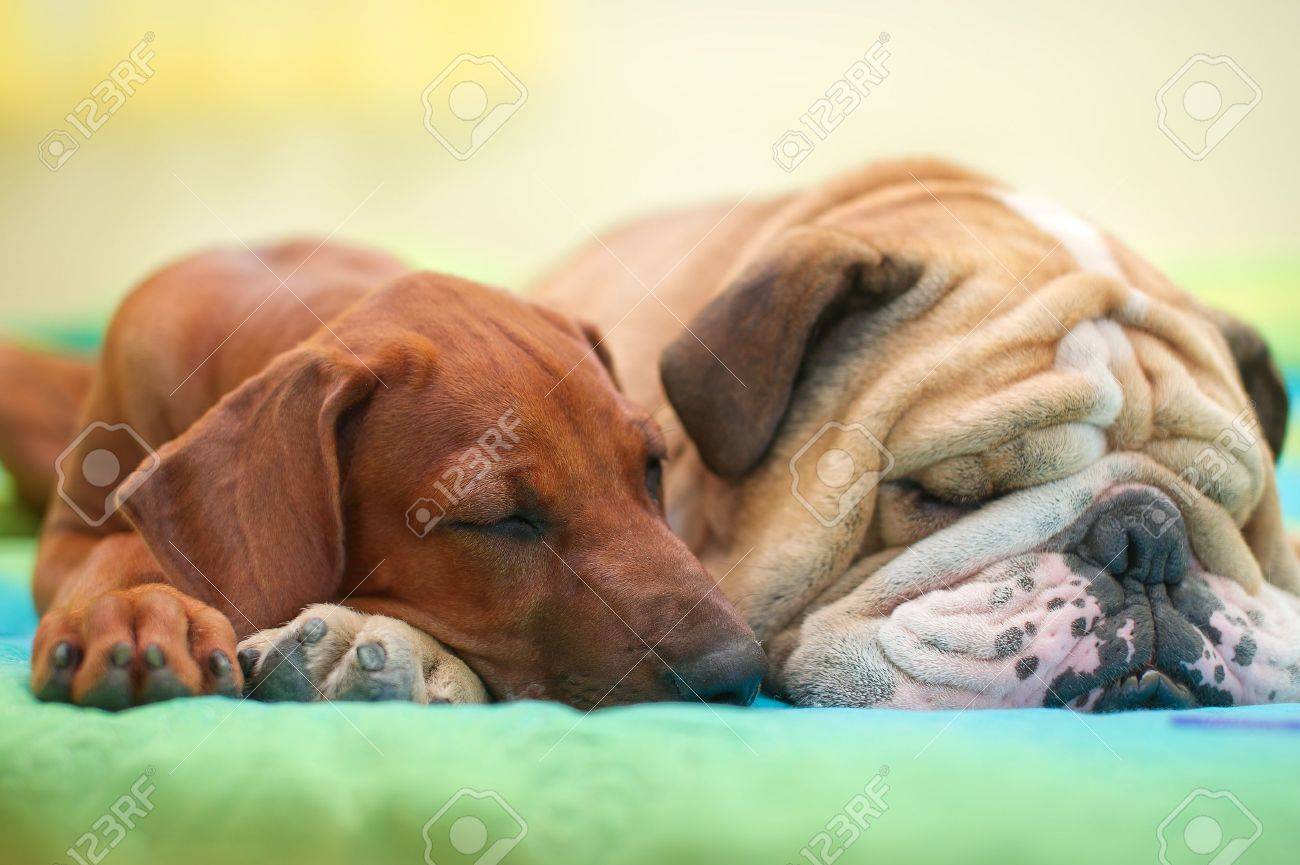 Rhodesian ridgeback puppy and english bulldog best dog friends relaxing on a bed - 15971416 Rhodesian ridgeback puppy and english bulldog best dog friends relaxing on a bed - 15971416