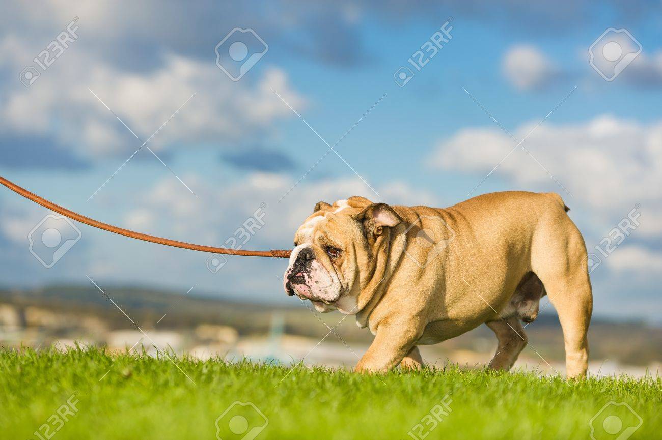 Beautiful dog english bulldog walking on a leash - 16600156 Beautiful dog english bulldog walking on a leash - 16600156