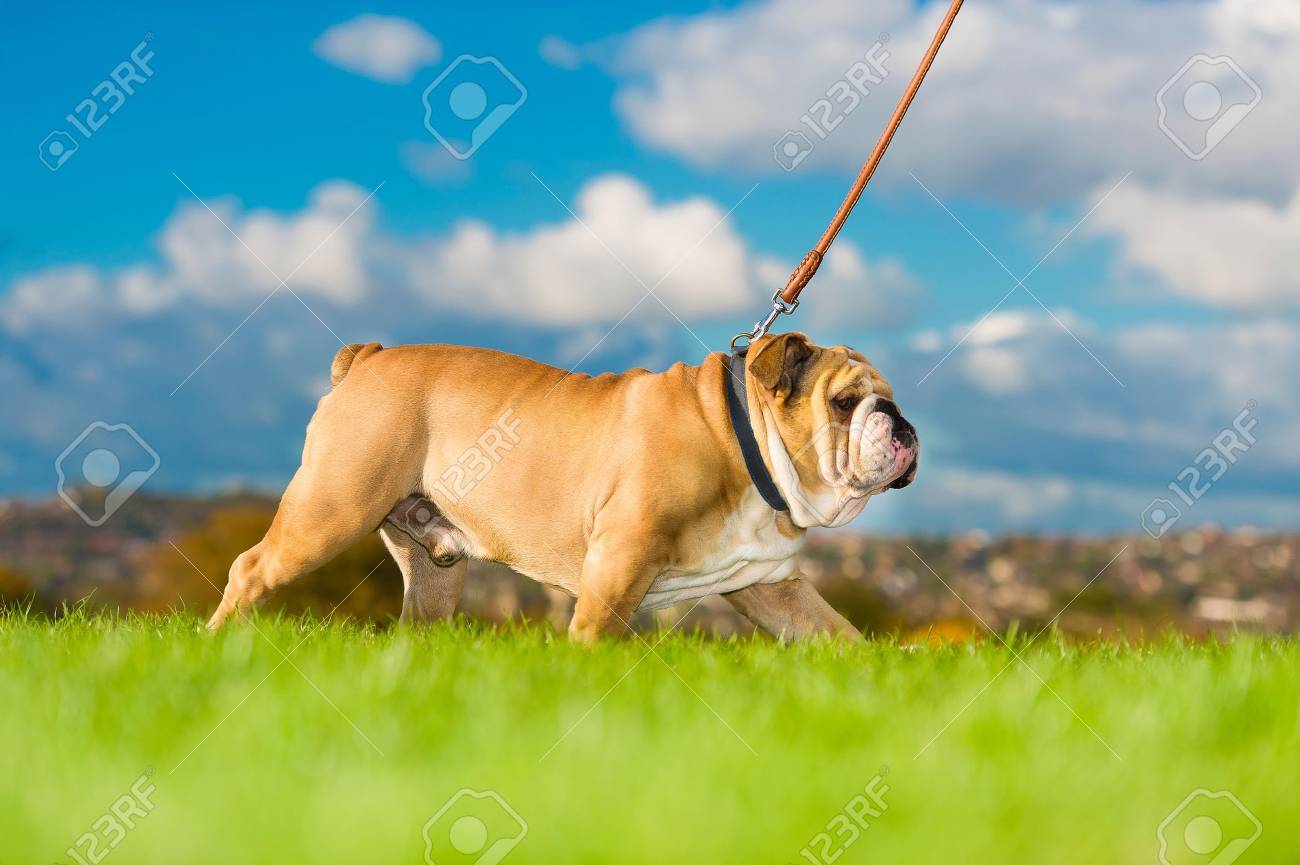 Beautiful dog english bulldog walking on a leash - 16602131 Beautiful dog english bulldog walking on a leash - 16602131