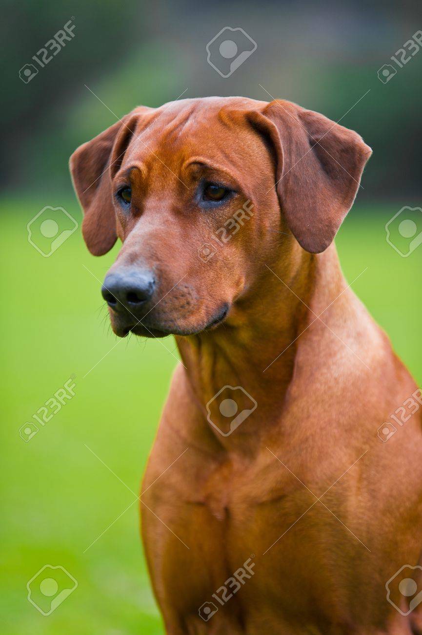 から厳選した 特別価格ローデシアン リッジバック 記念 犬の銅像の犬の灰のための壷 Artdog好評販売中 海外から日本未入荷の人気アイテムを直輸入 オーナーズグッズ Whitneyannetrettien Com