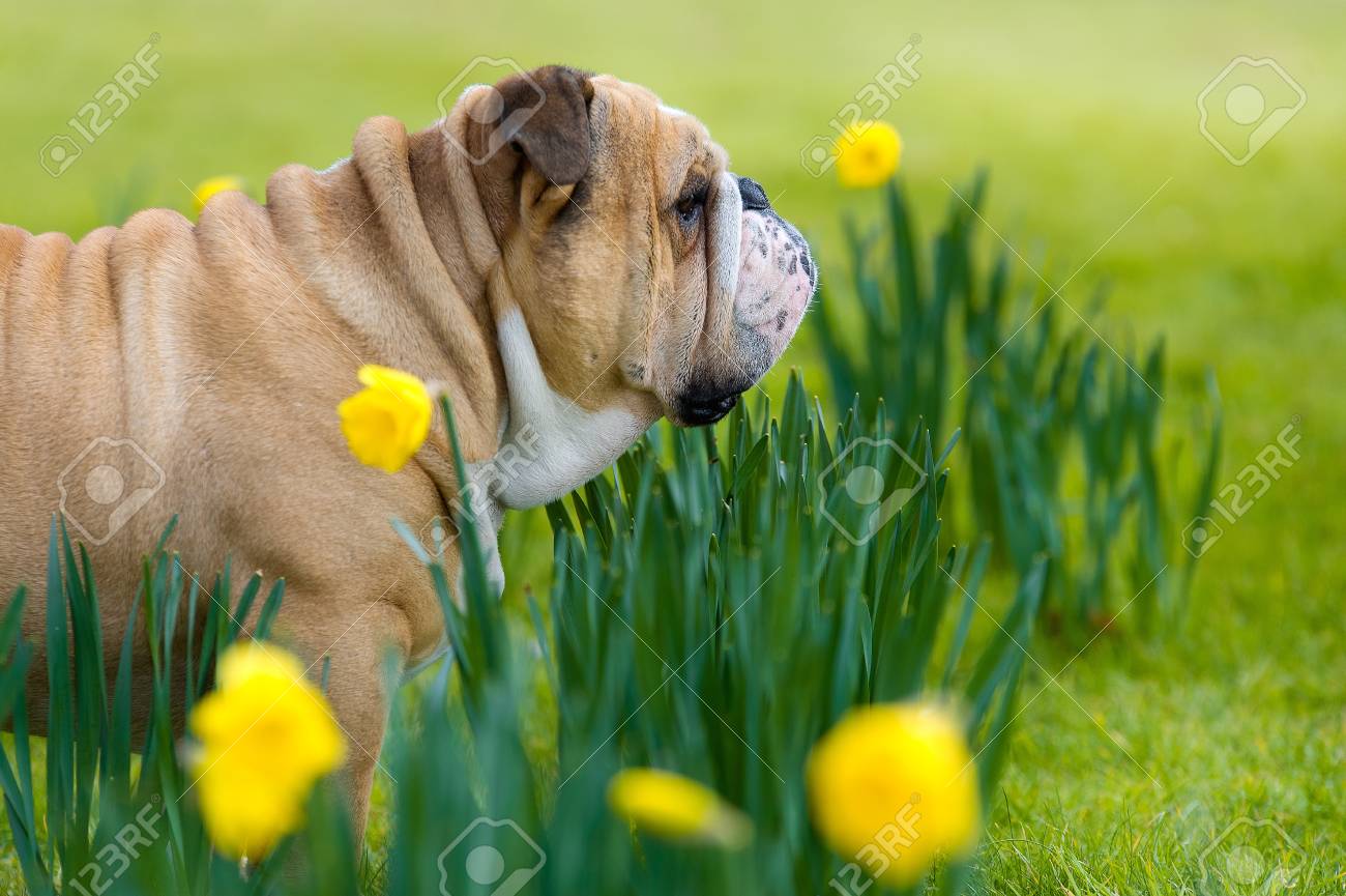 Happy Cute English Bulldog Dog Portrait In The Spring Field Of