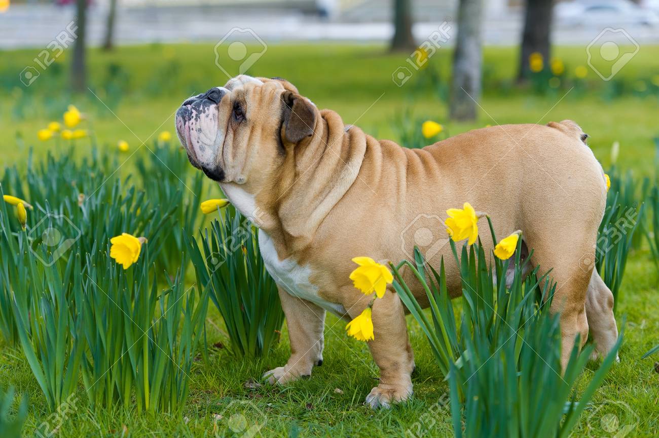 Happy cute english bulldog dog portrait in the spring field of yellow daffodils - 18853056 Happy cute english bulldog dog portrait in the spring field of yellow daffodils - 18853056