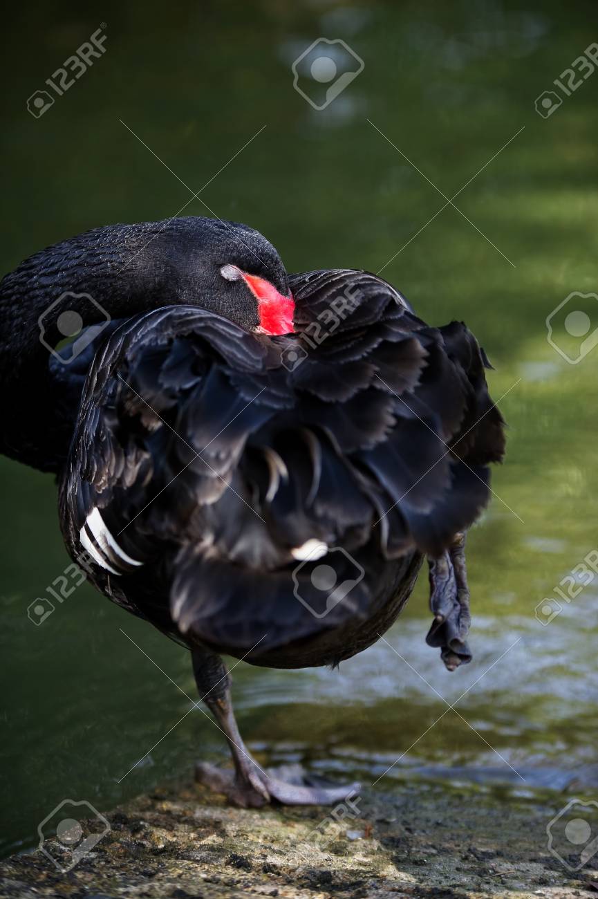 SCARICARE TESTO CIGNO NERO