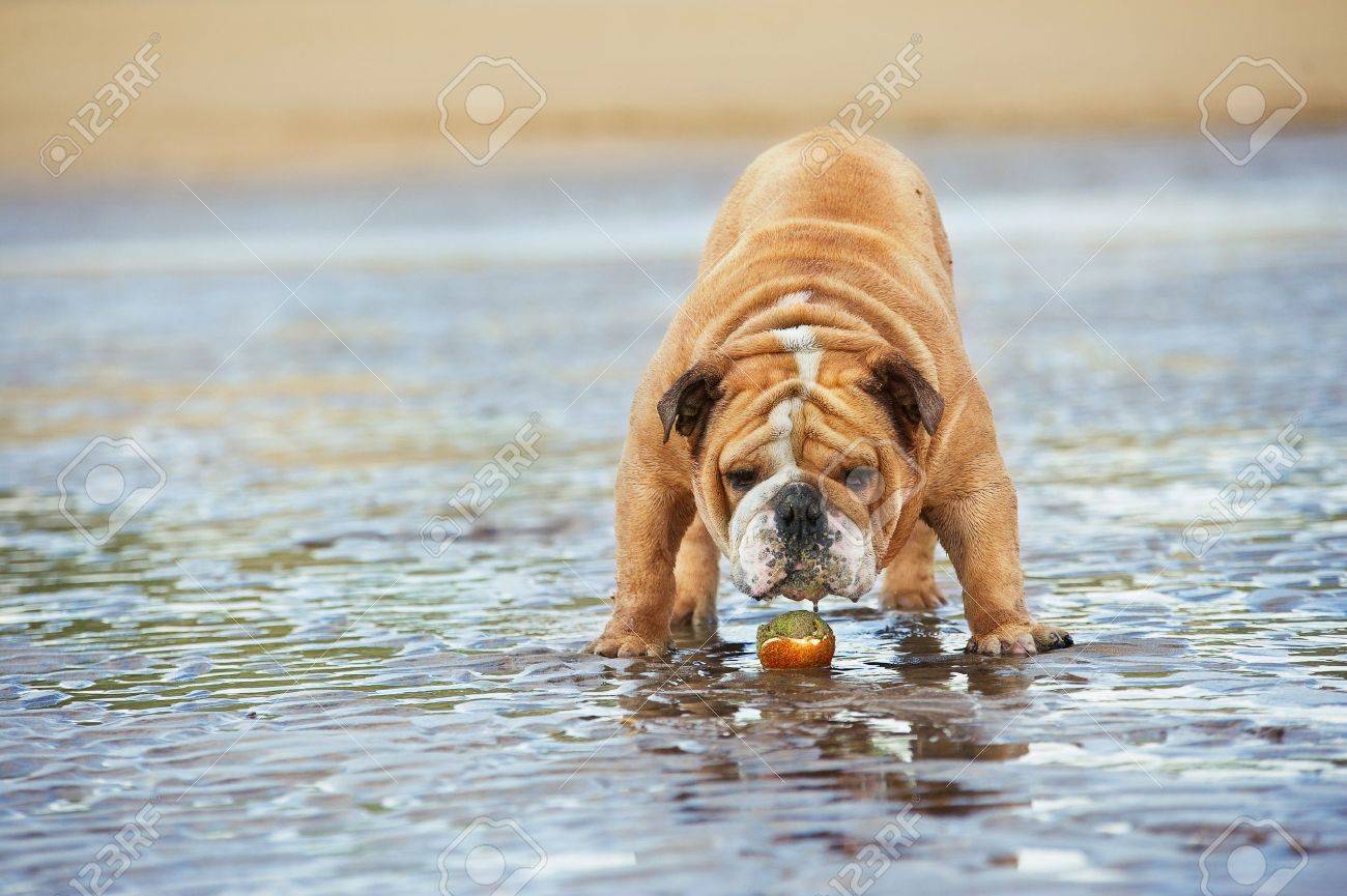 English bulldog dog funny standing in a water guarding his toy ball - 20506151 English bulldog dog funny standing in a water guarding his toy ball - 20506151