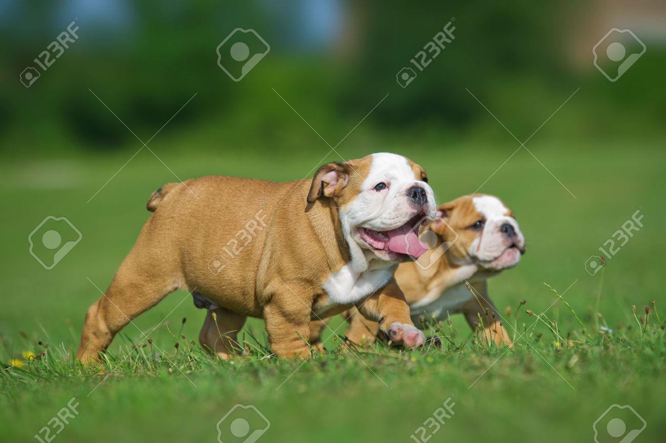 Cute happy english bulldog dog puppies playing outdoors on a fresh grass and flowers - 20862966 Cute happy english bulldog dog puppies playing outdoors on a fresh grass and flowers - 20862966