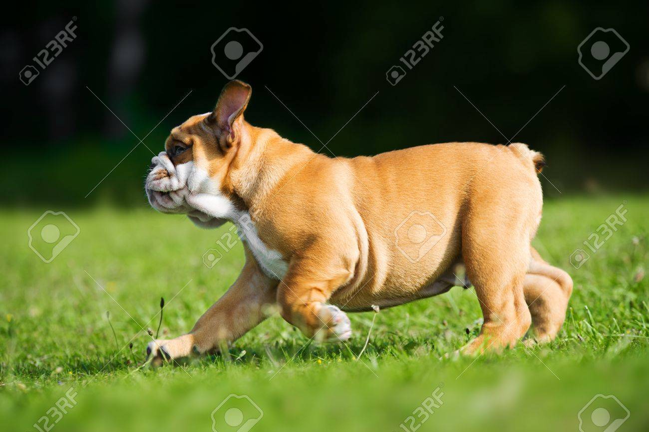 Cute happy english bulldog puppy running on fresh summer grass - 20862967 Cute happy english bulldog puppy running on fresh summer grass - 20862967