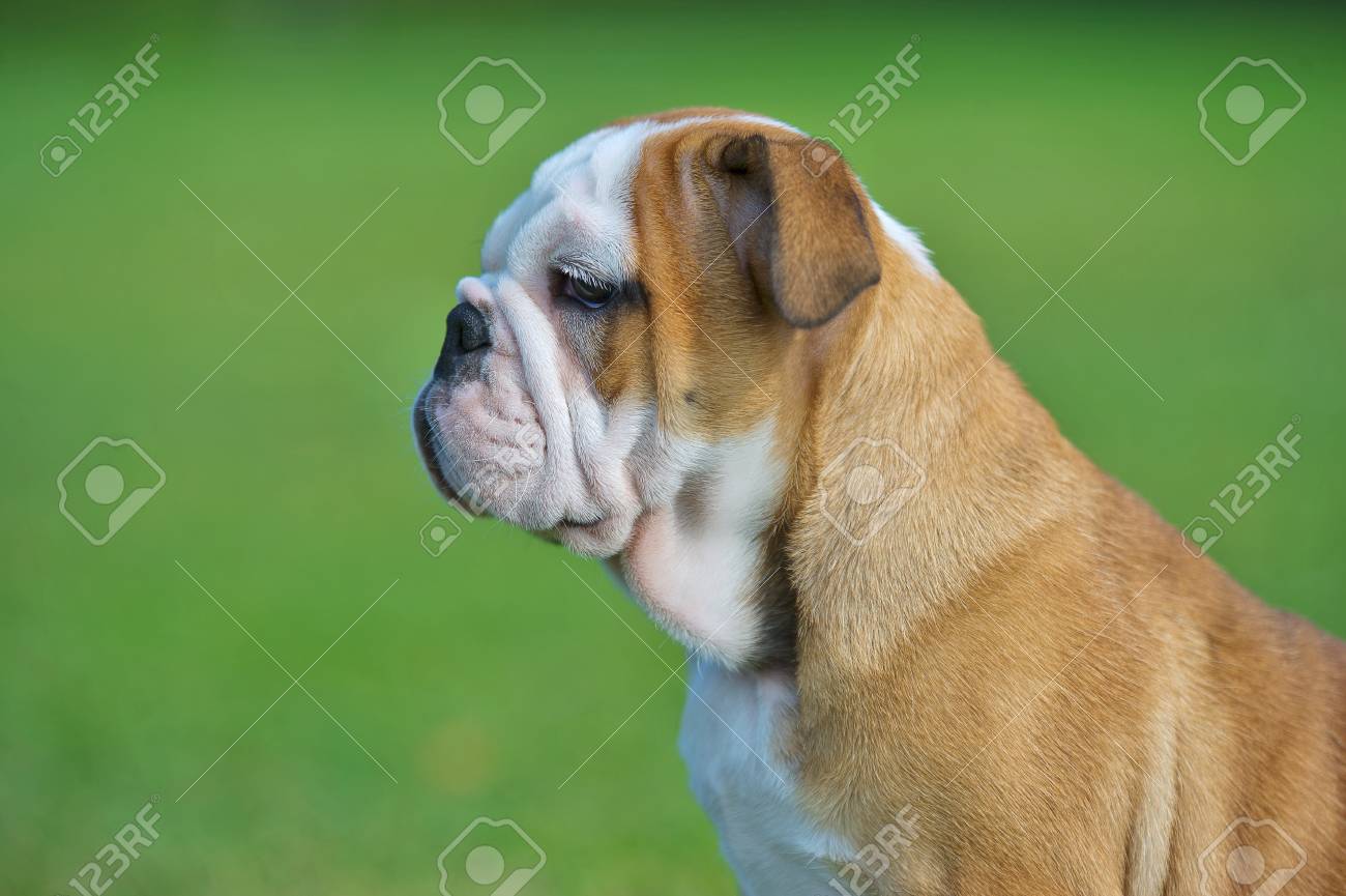 Nette Gluckliche Bulldogge Welpen Nahaufnahme Portrait Im Freien Horizontale Ansicht Lizenzfreie Fotos Bilder Und Stock Fotografie Image 20862974