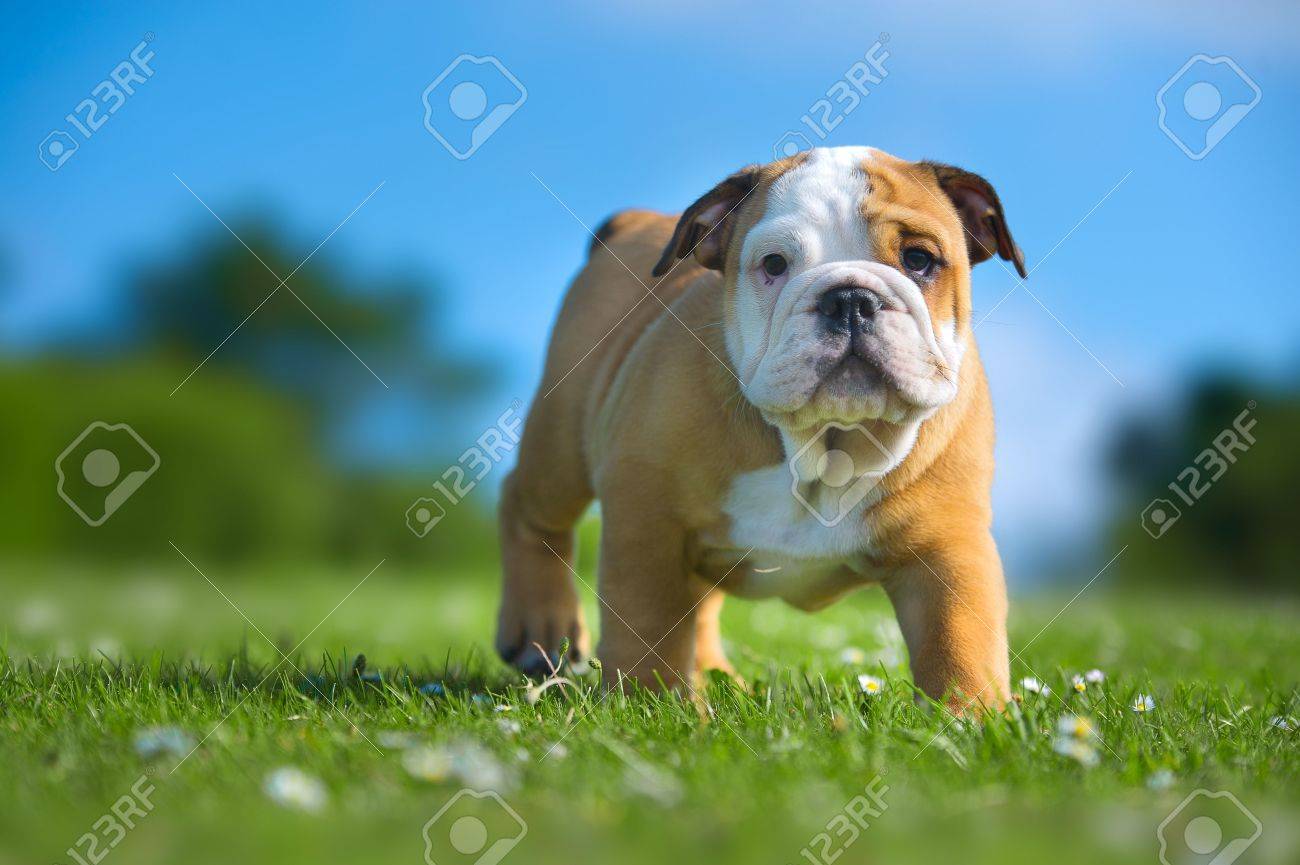 Cute happy english bulldog puppy playing on fresh summer grass - 20862983 Cute happy english bulldog puppy playing on fresh summer grass - 20862983