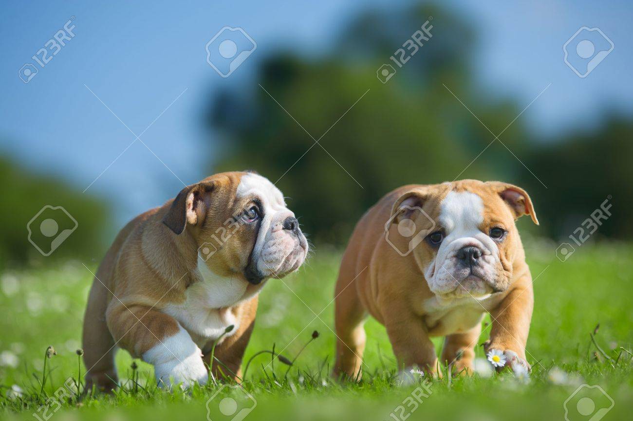 Cute happy english bulldog dog puppies playing outdoors on a fresh grass and flowers - 20862984 Cute happy english bulldog dog puppies playing outdoors on a fresh grass and flowers - 20862984