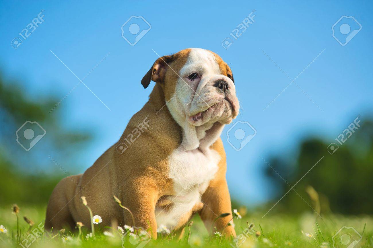 Cute happy english bulldog puppy playing on fresh summer grass - 20862989 Cute happy english bulldog puppy playing on fresh summer grass - 20862989