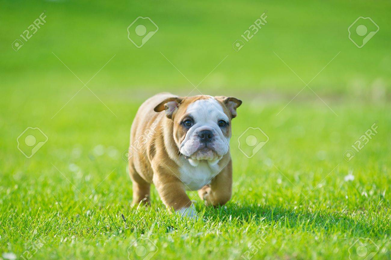 Nette Gluckliche Englisch Bulldogge Welpen Spielen Auf Frischen Sommer Gras Lizenzfreie Fotos Bilder Und Stock Fotografie Image 20862992
