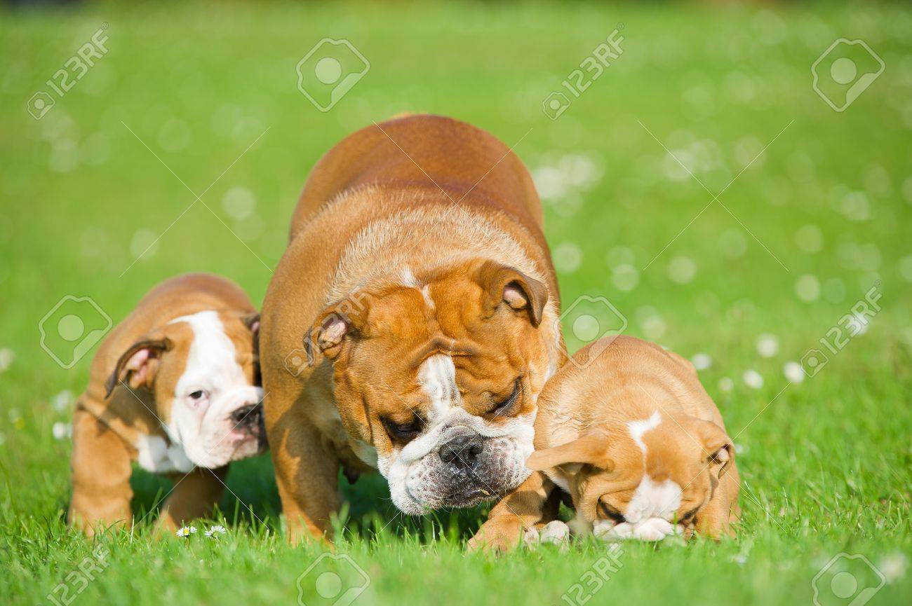 Beautiful Bulldog mother playing with her children puppies - 20675360 Beautiful Bulldog mother playing with her children puppies - 20675360