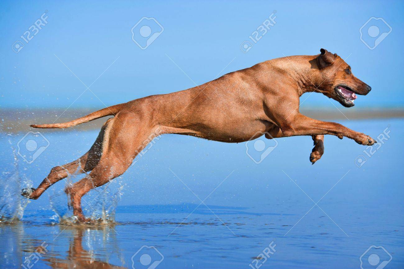 Active athletic dog puppy running at the sea - 20827095 Active athletic dog puppy running at the sea - 20827095