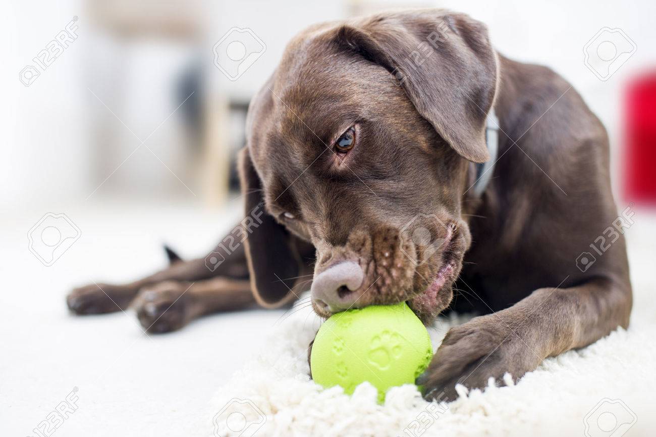 Portrait of a chocolate brown labrador playing with a ball - 49121413 Portrait of a chocolate brown labrador playing with a ball - 49121413