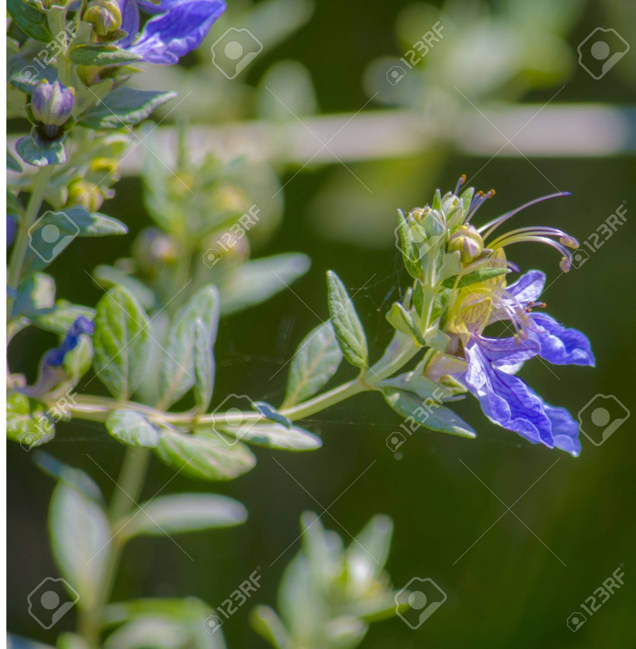 etiam-dictum-ipsum-a-felis