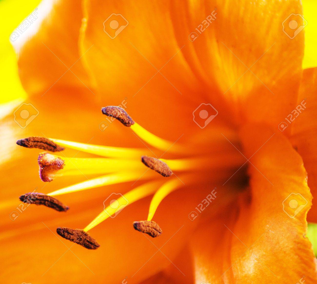 オレンジ色のカサブランカの花 の写真素材 画像素材 Image